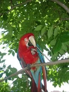 Little Wing In His Tree