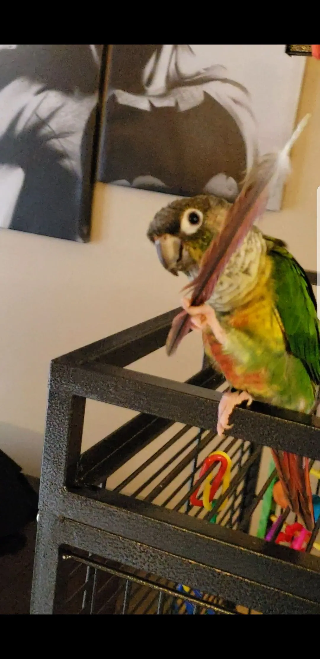 Loki