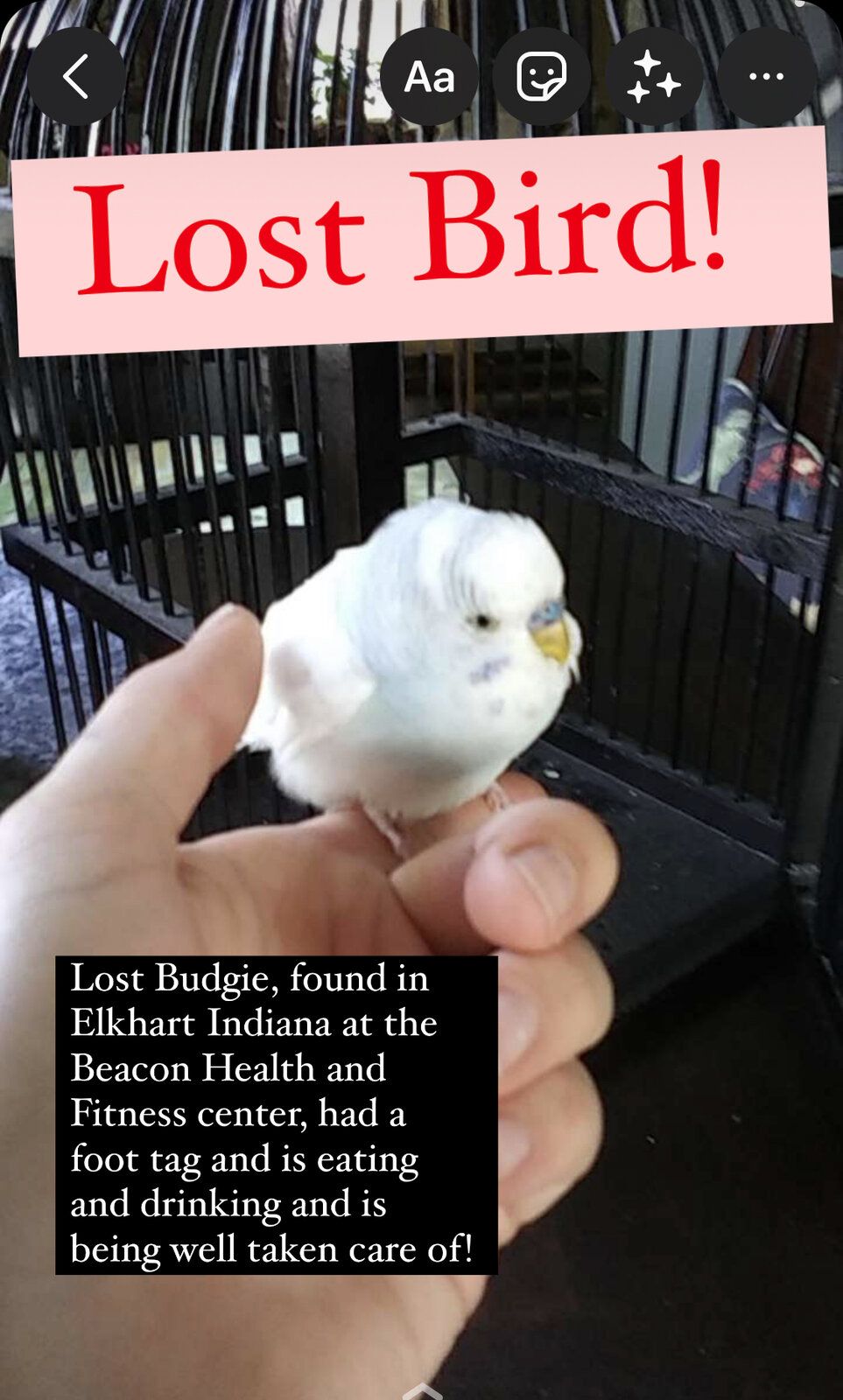 lost bird!