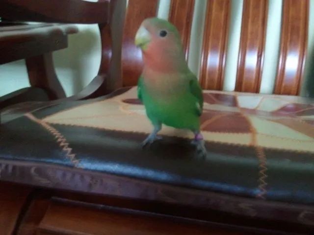 Lost Peach Face Lovebird At Choa Chu Kang
