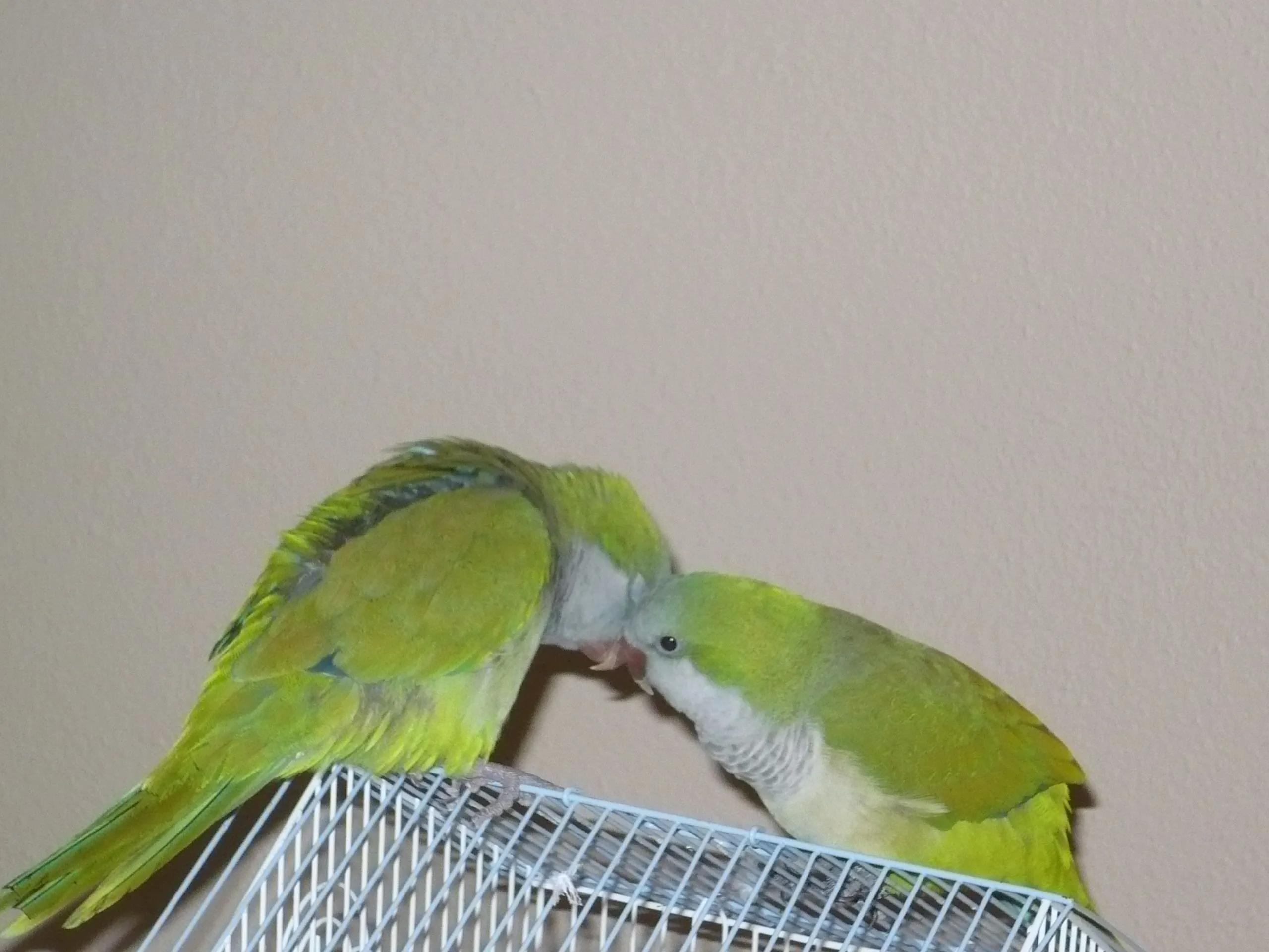 Love Is In The Air