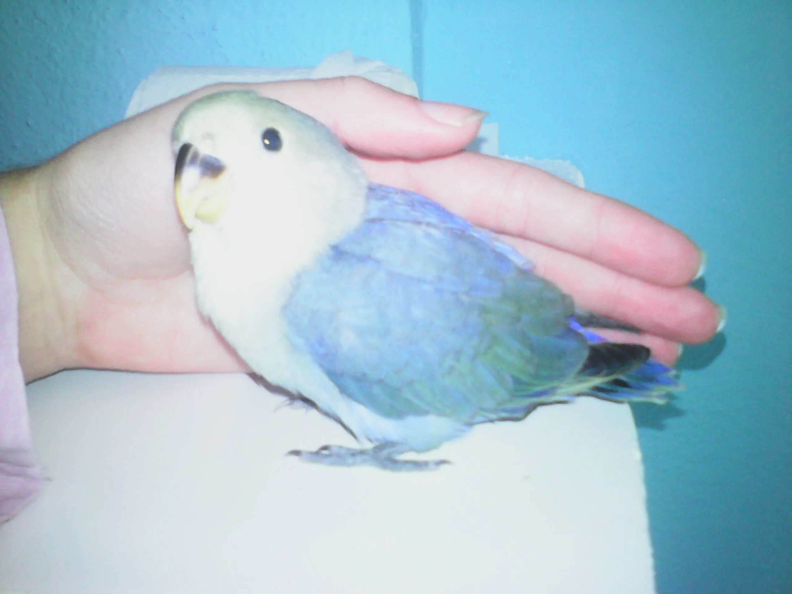 Lovebird: Nube