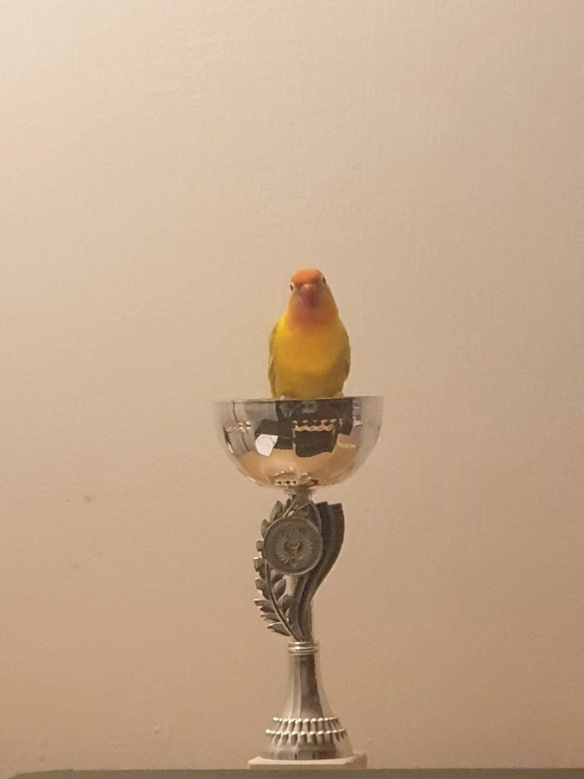 Lovebird Trophy