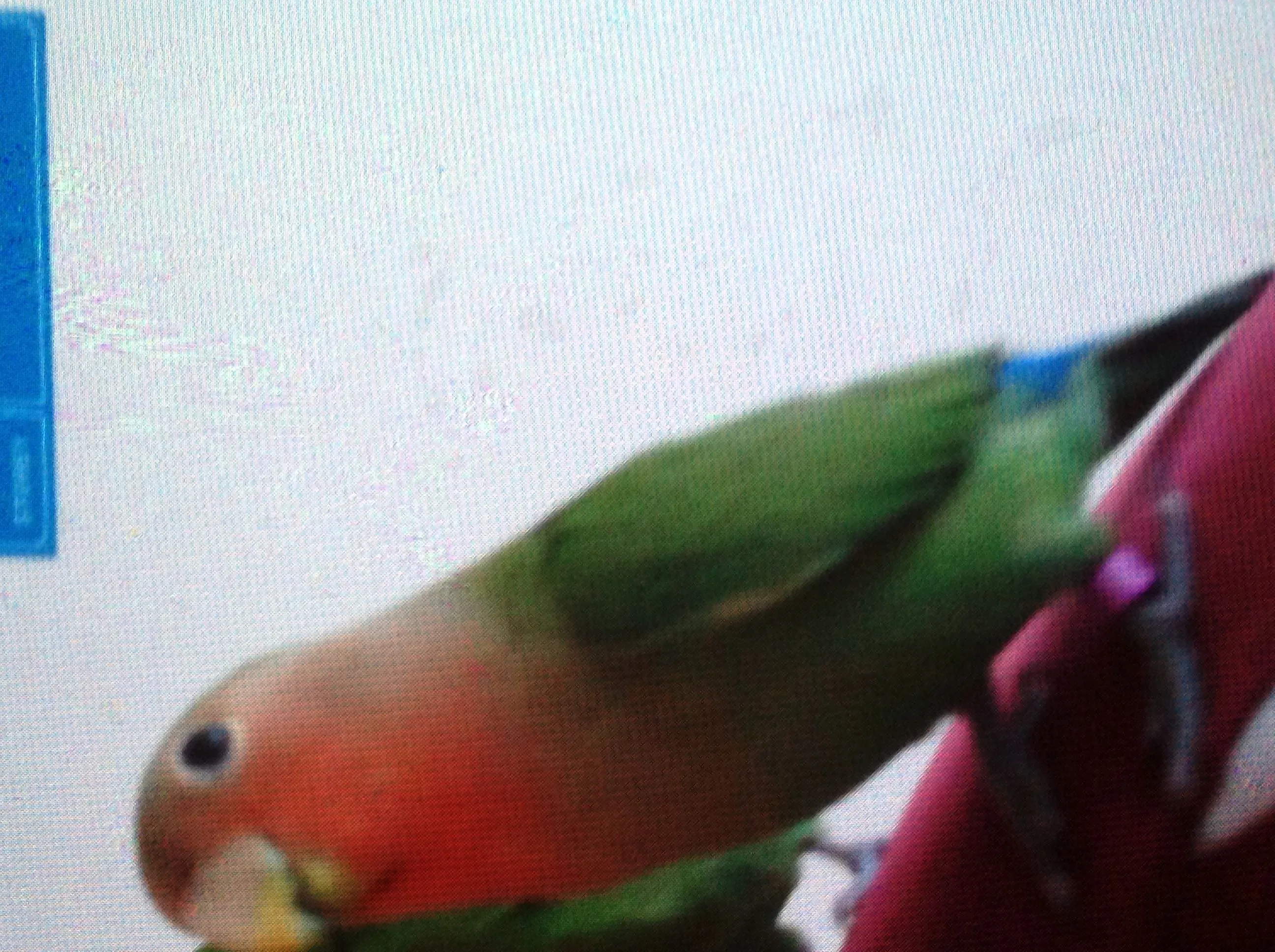 Lovebird