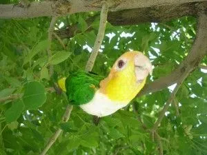 Loves Hanging From Trees