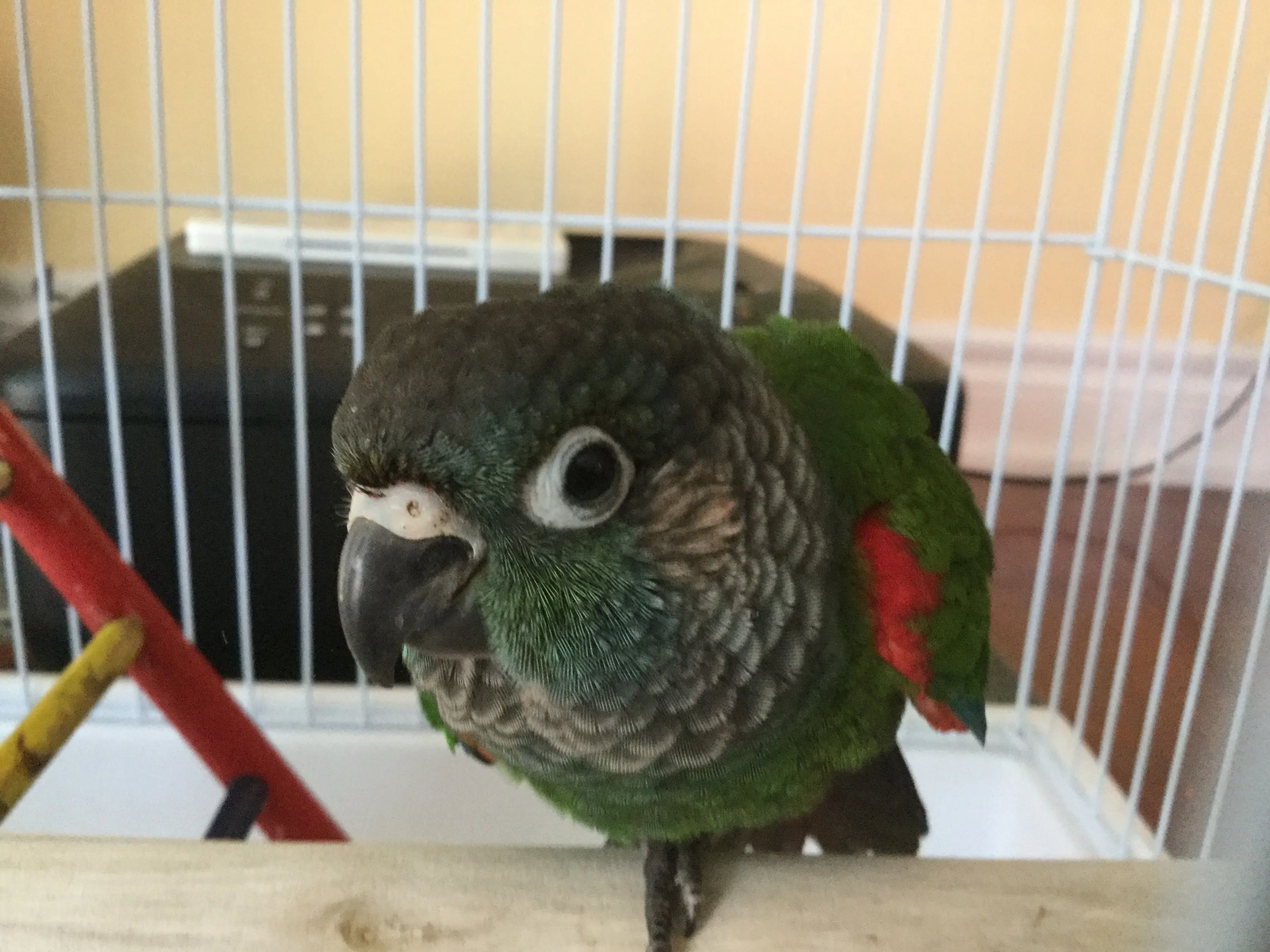 Lucky The Conure