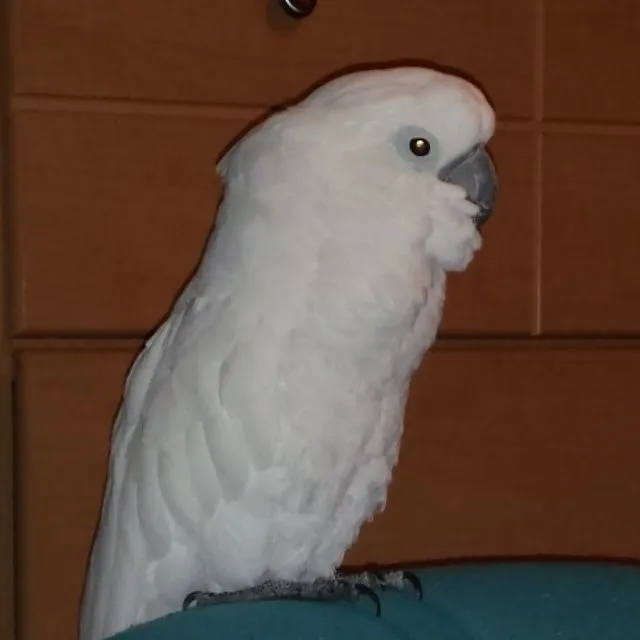 Lucy And Her Happy Face