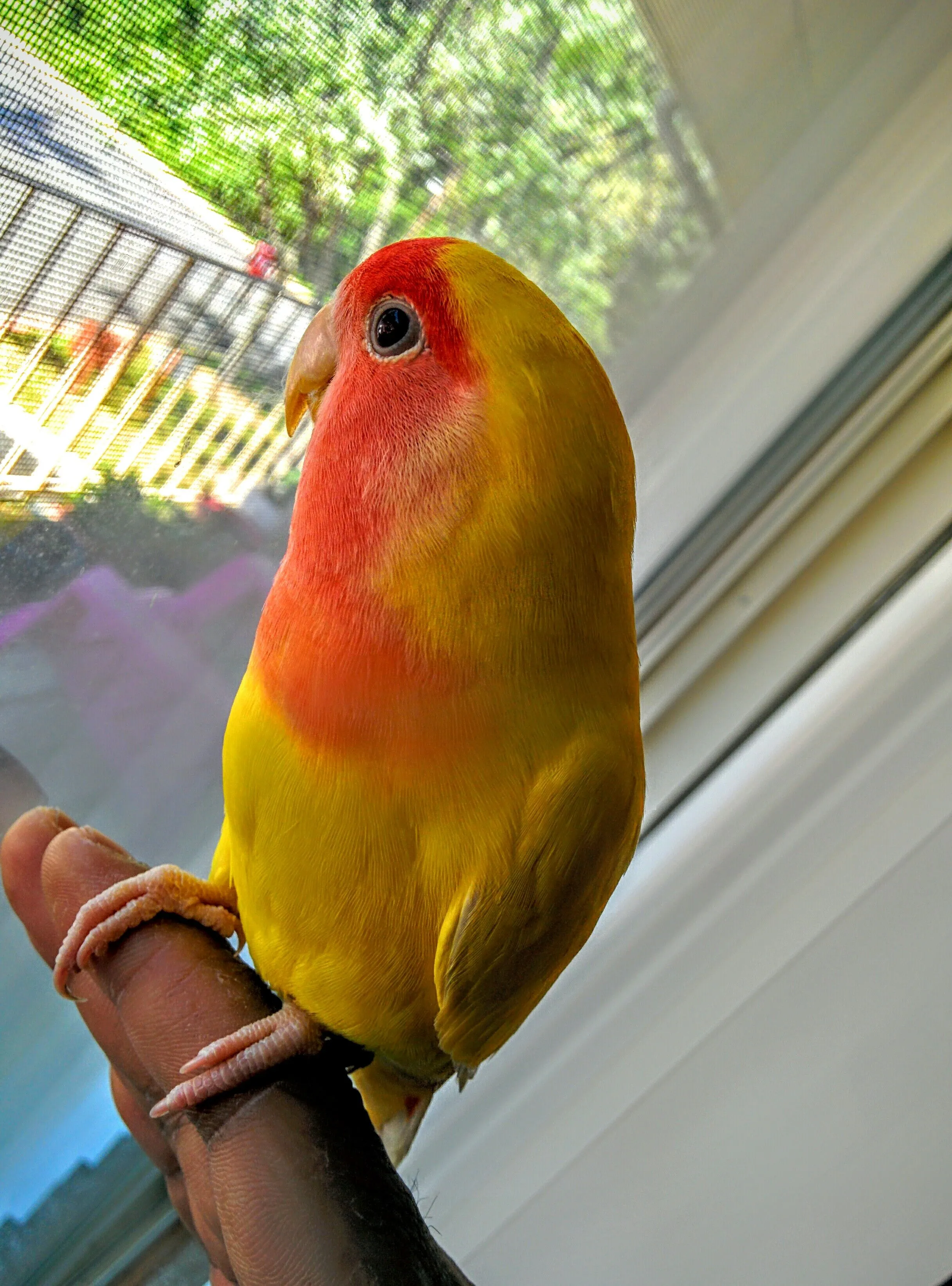 Lulu The Lovebird