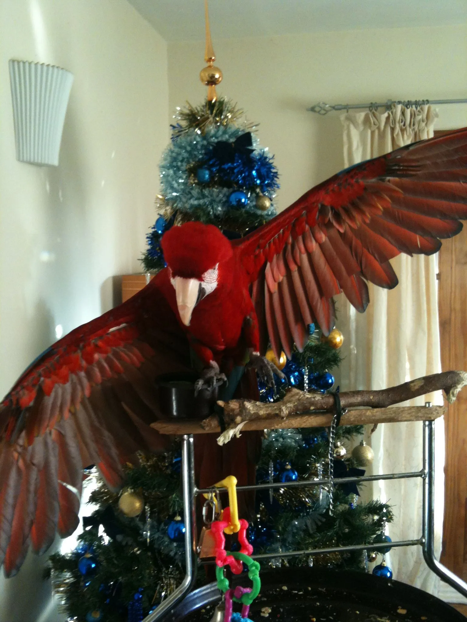 Macaw Blue &amp; Smarty