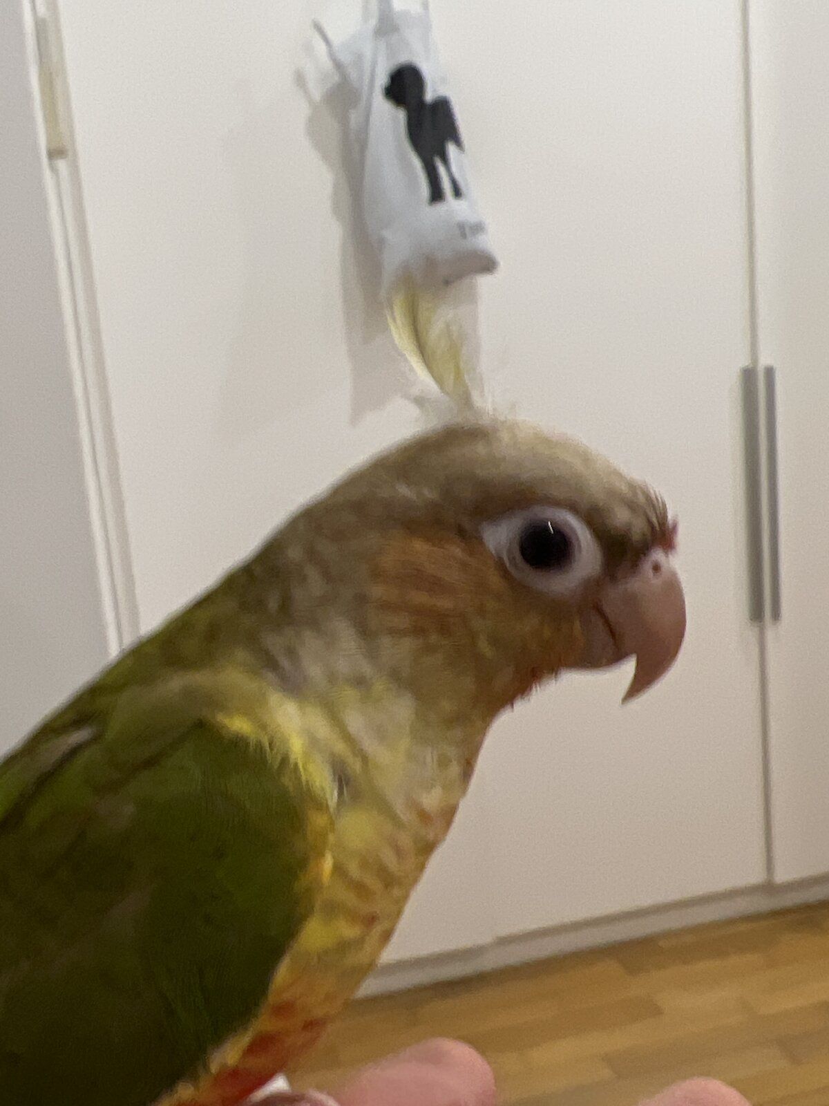 Makeshift cockatoo