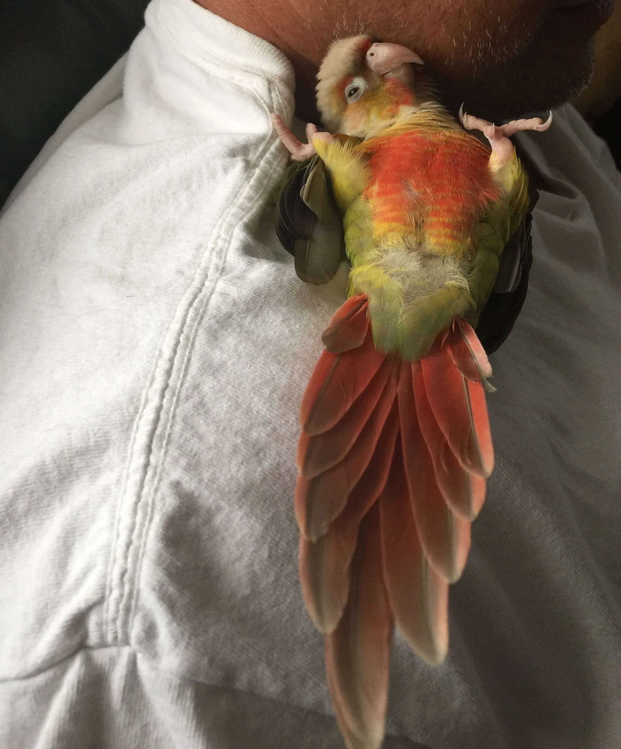 Mango Loves To Lay On His Back!