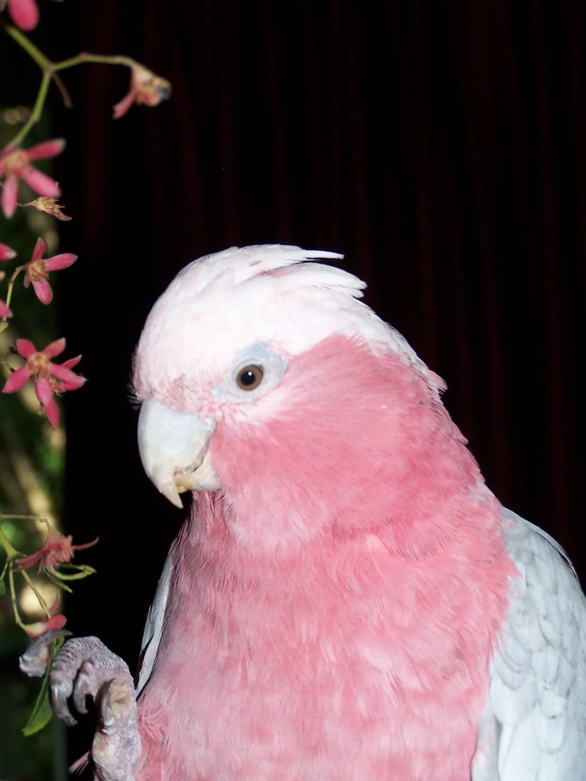 Manny Eating Christmas Bush