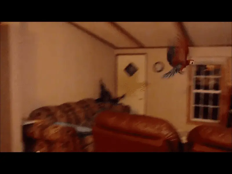 Mardy Mcgnaw At 13 Weeks (greenwing)