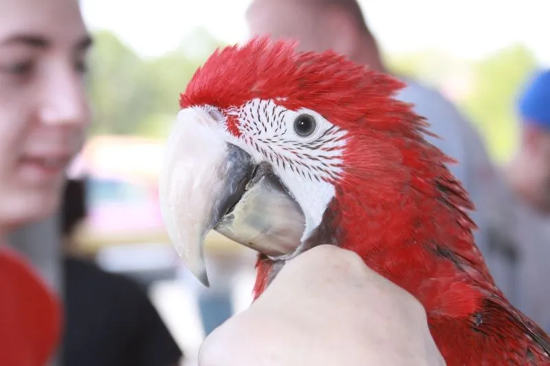 Mardy Mcgnaw At 14 Weeks (greenwing)