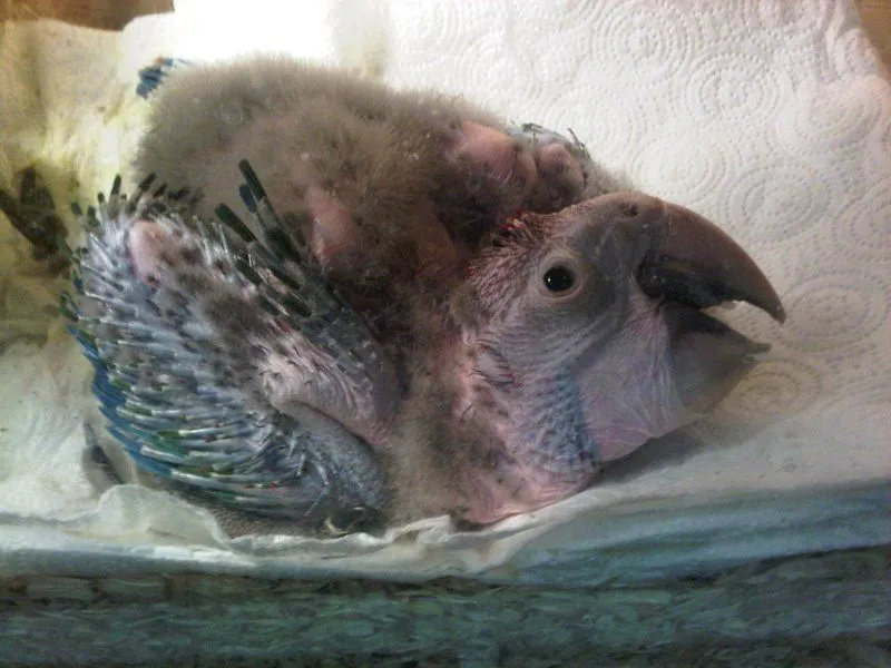 Mardy Mcgnaw At 4 Weeks (greenwing)