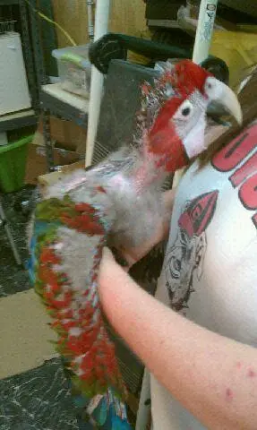 Mardy Mcgnaw At 7 Weeks (greenwing)