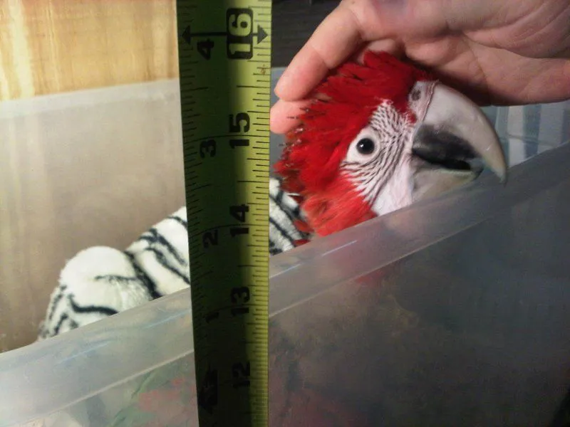 Mardy Mcgnaw At 8 Weeks (greenwing)