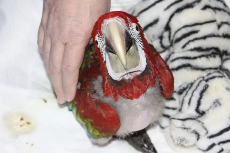 Mardy Mcgnaw At 9 Weeks (greenwing)