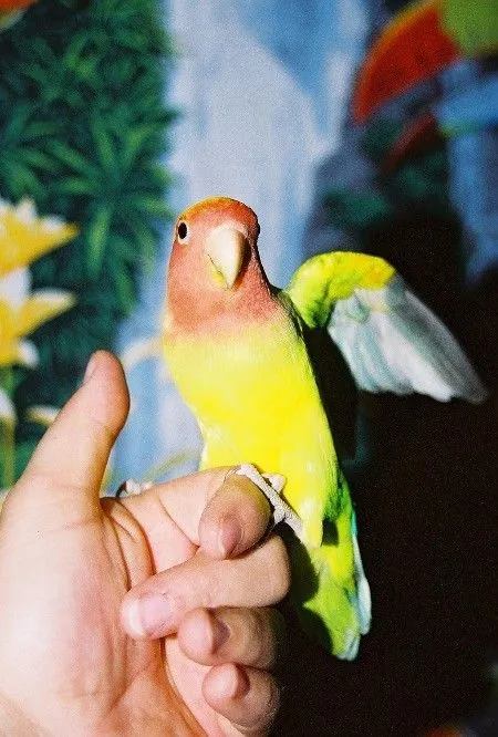 Margalo