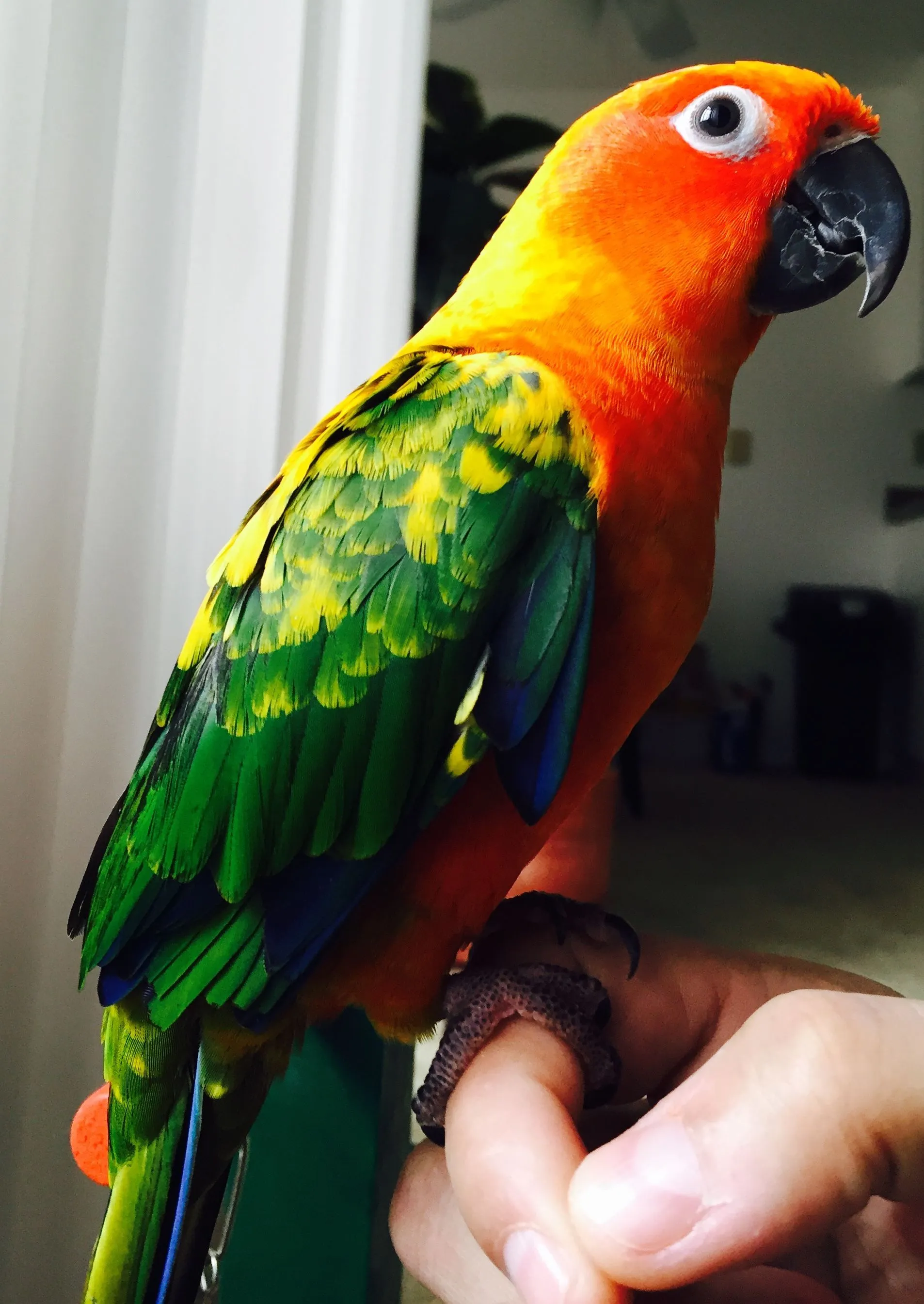 Marley