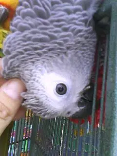 Maui getting a scratch from Mommy.webp
