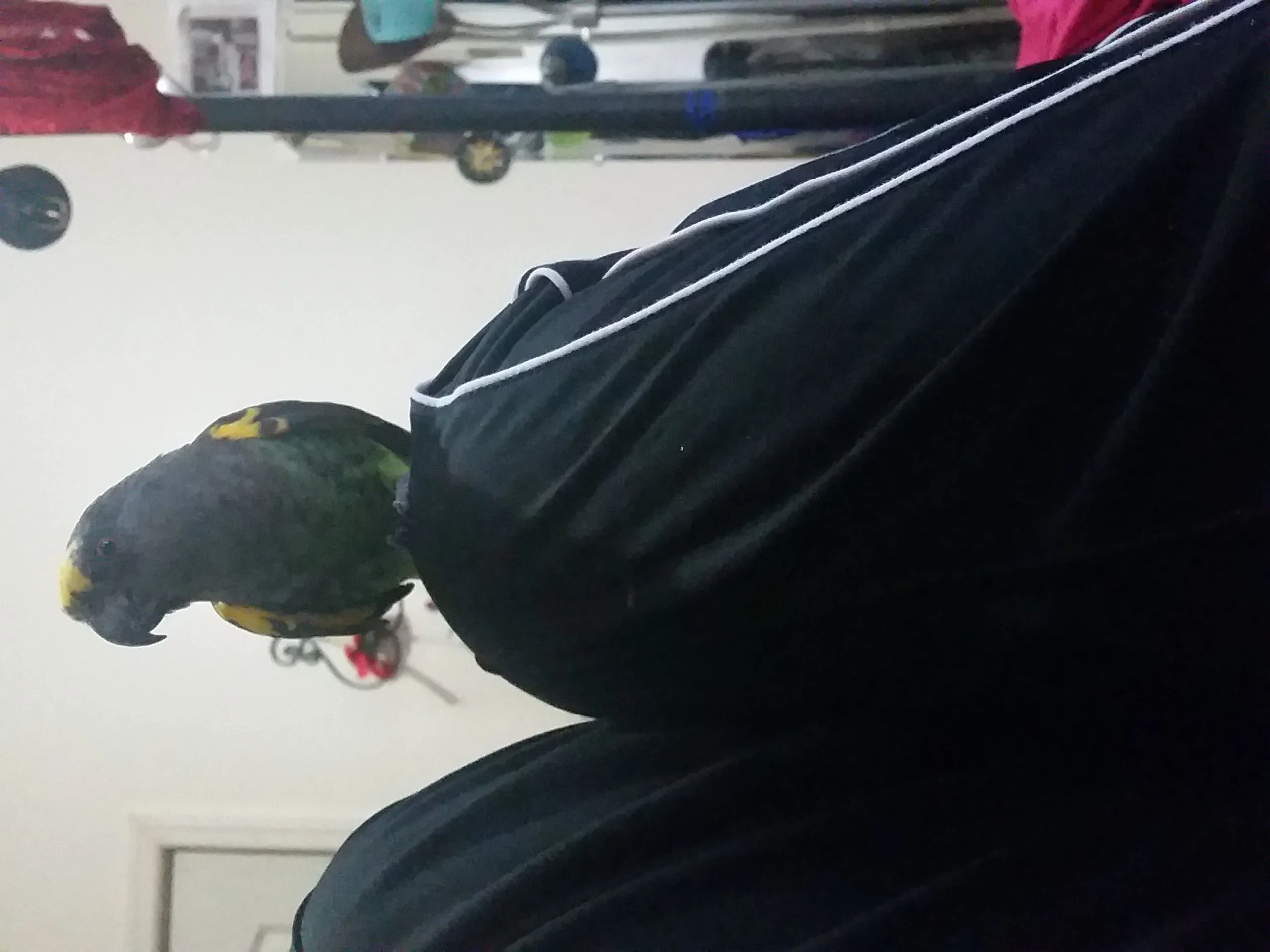 Meena The Meyers Parrot