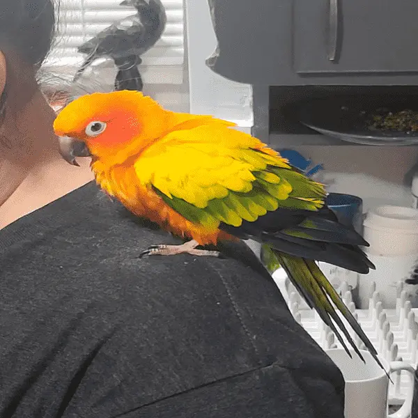 Meet Mango The Conure