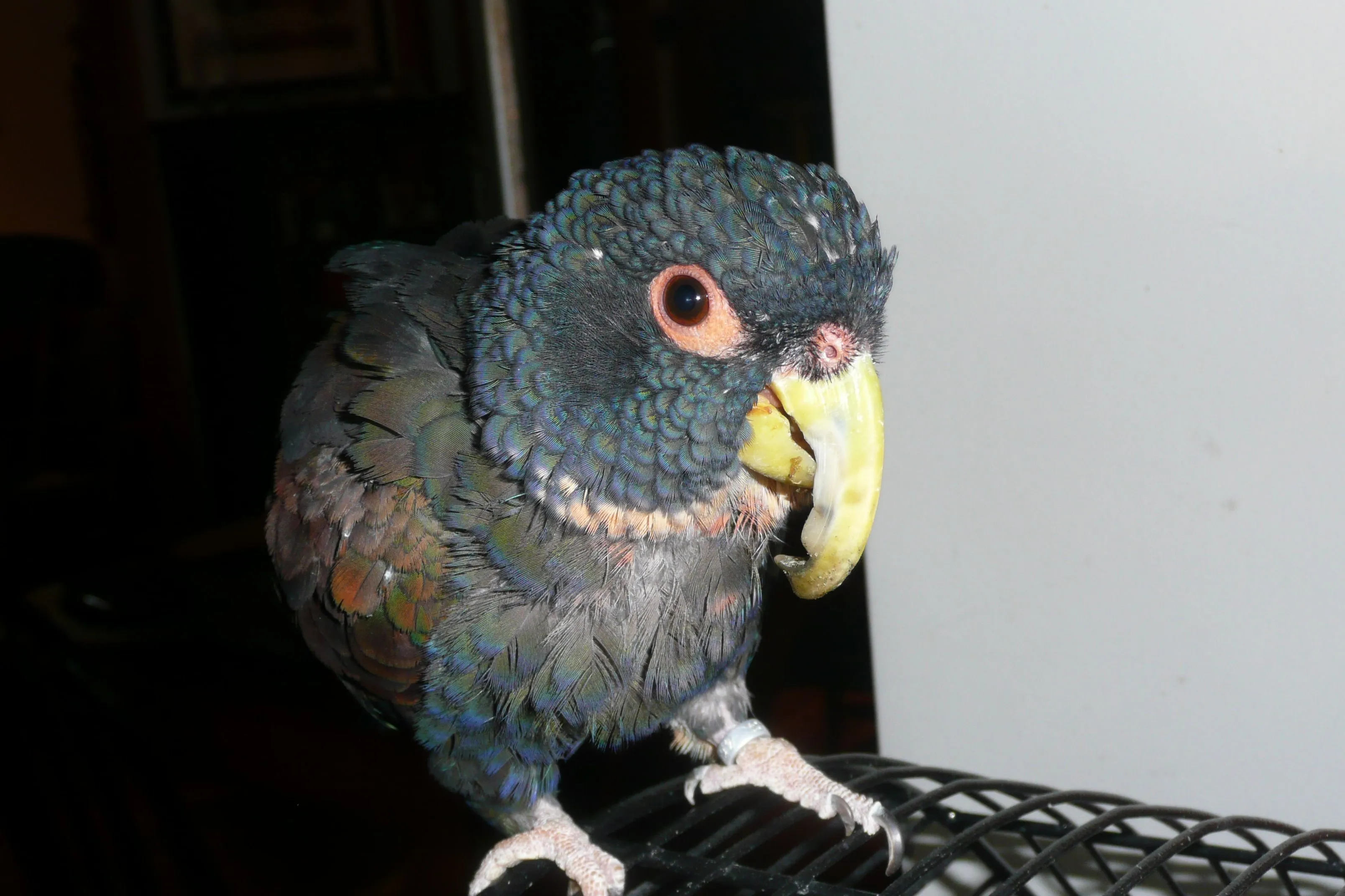 Merlin's Overgrown Beak