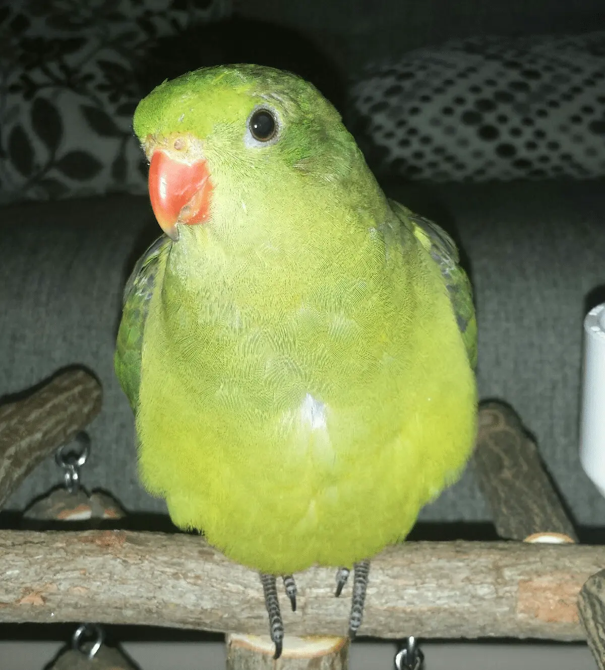 Midori