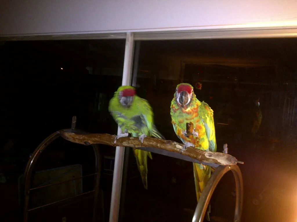 Military Macaws