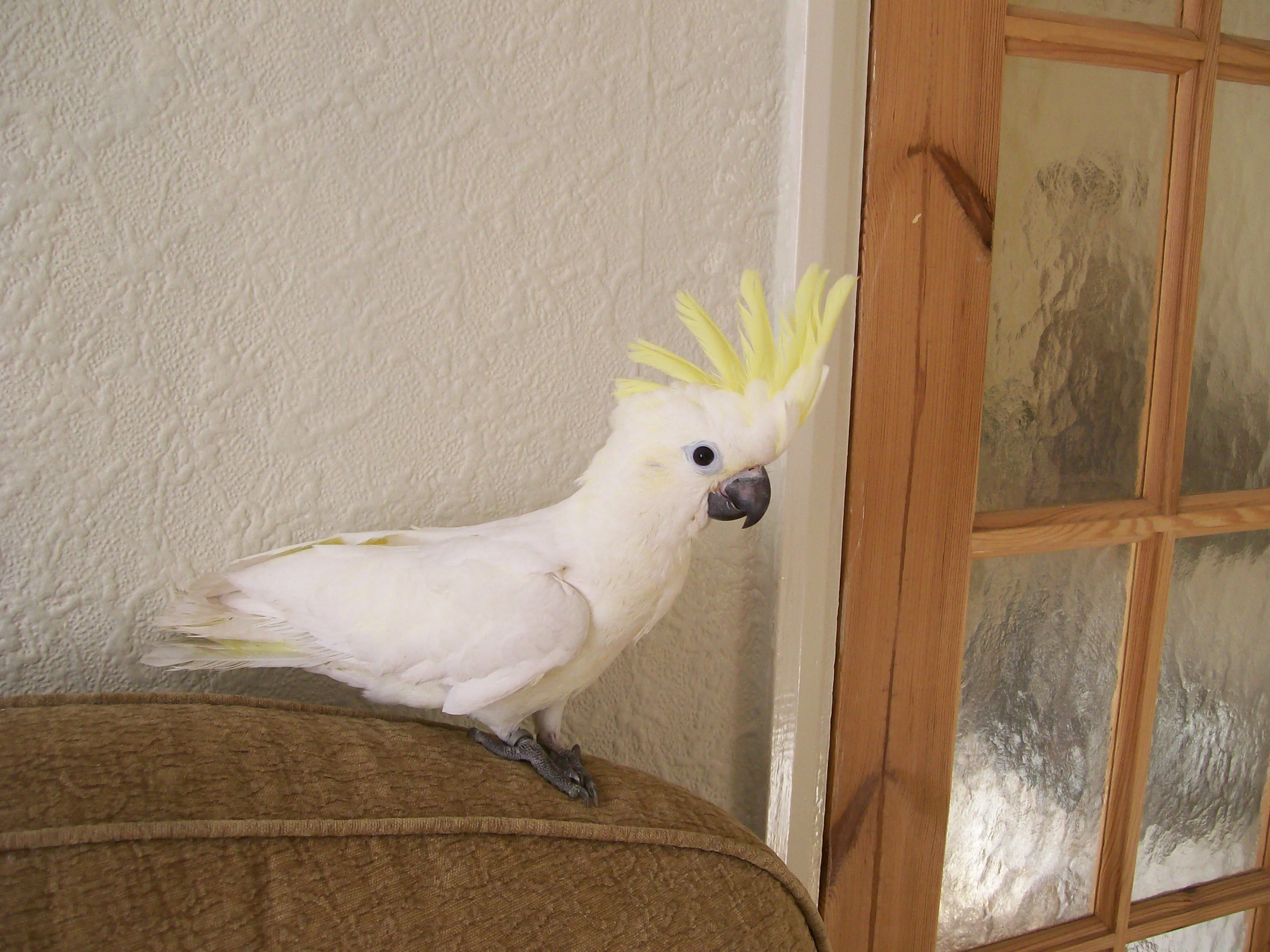 Mimsy