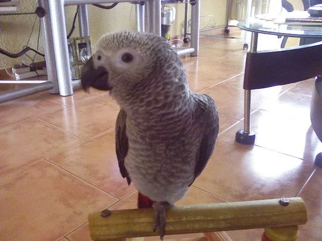 Mishka   -  African Grey