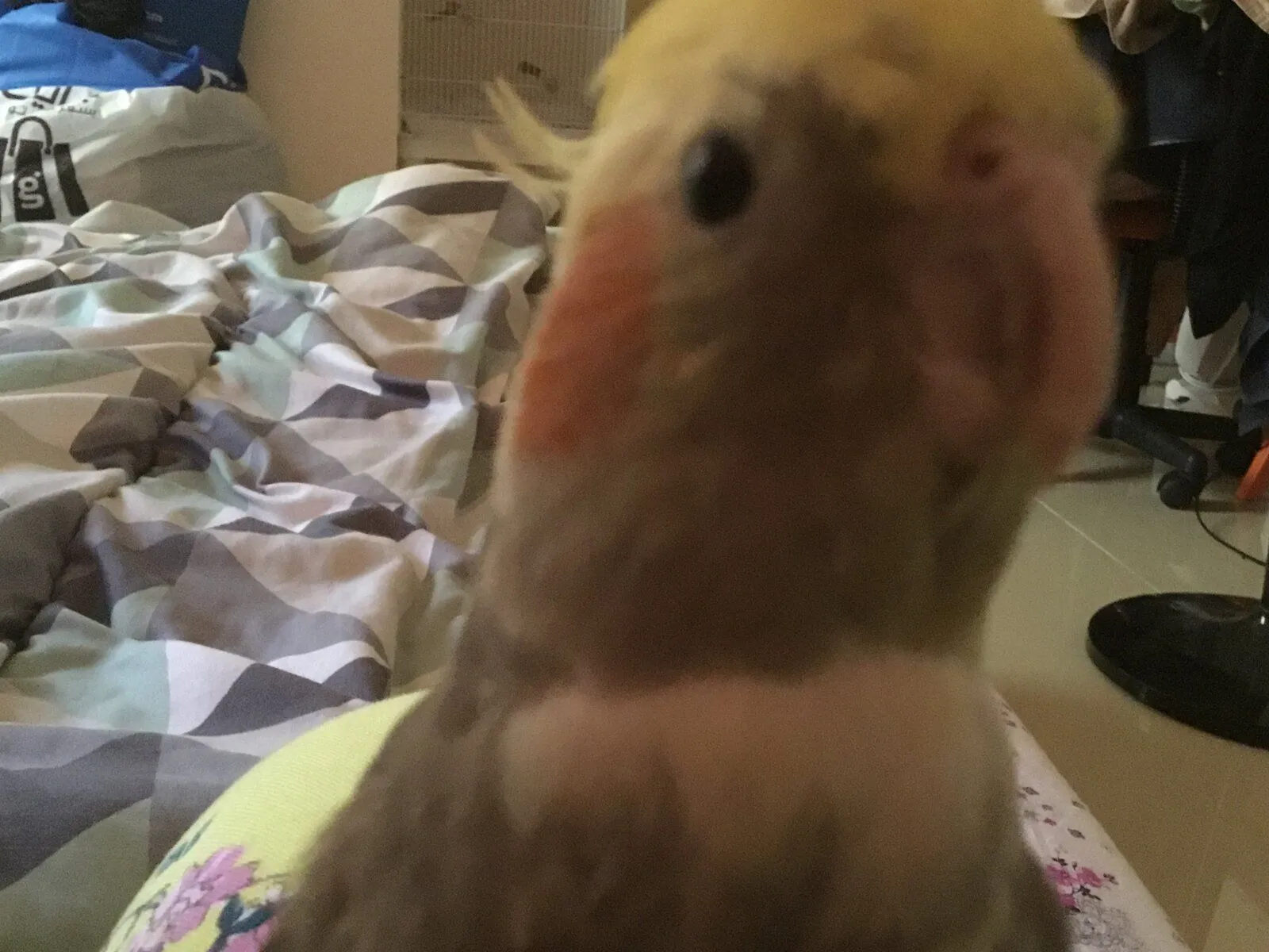 Miu the cockatiel!
