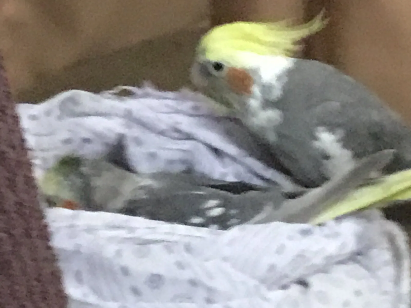 Miu with another tiel!
