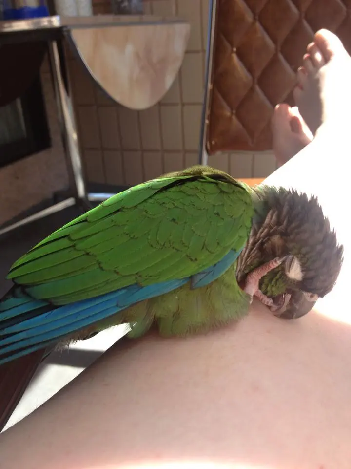 Mr. Johnny Feathers