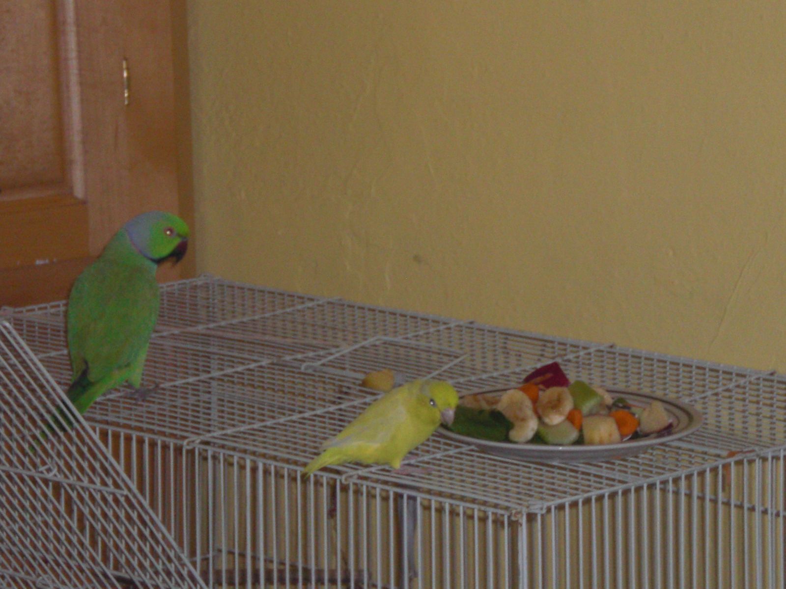 My 2 Parrots