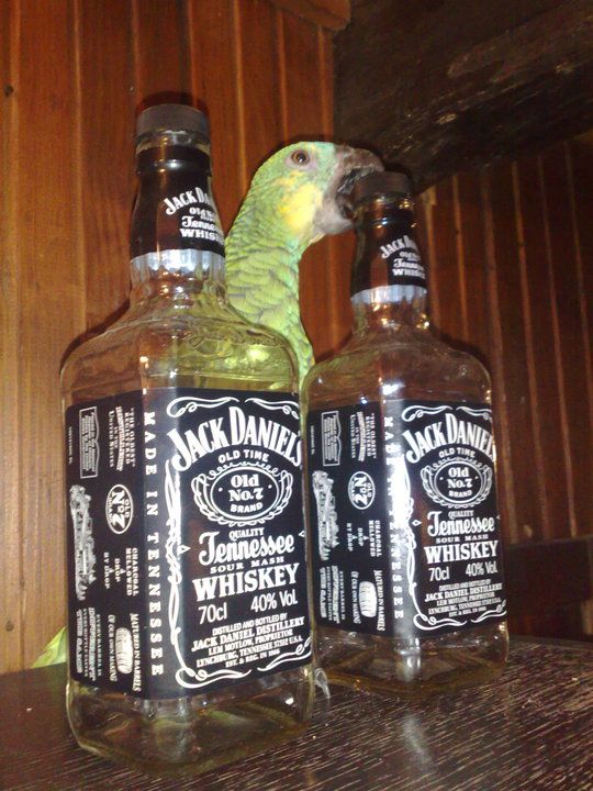 My 6 Months Old Amazon Likes Jack Daniels