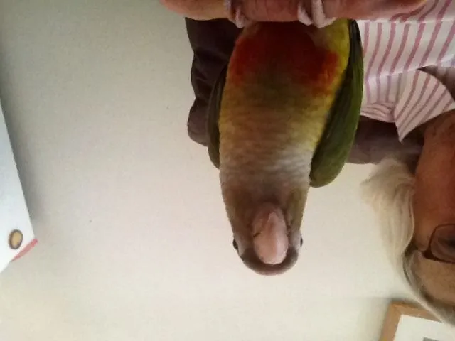 My Baby Kiwi