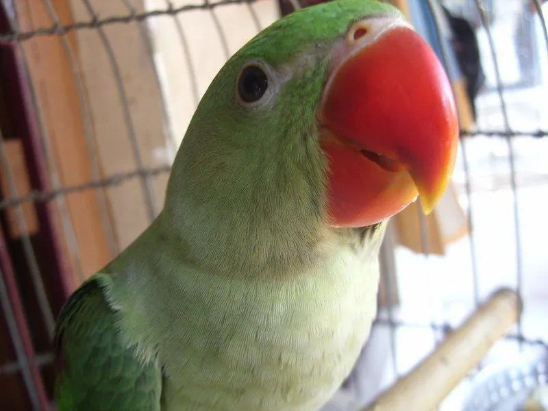 My Bird