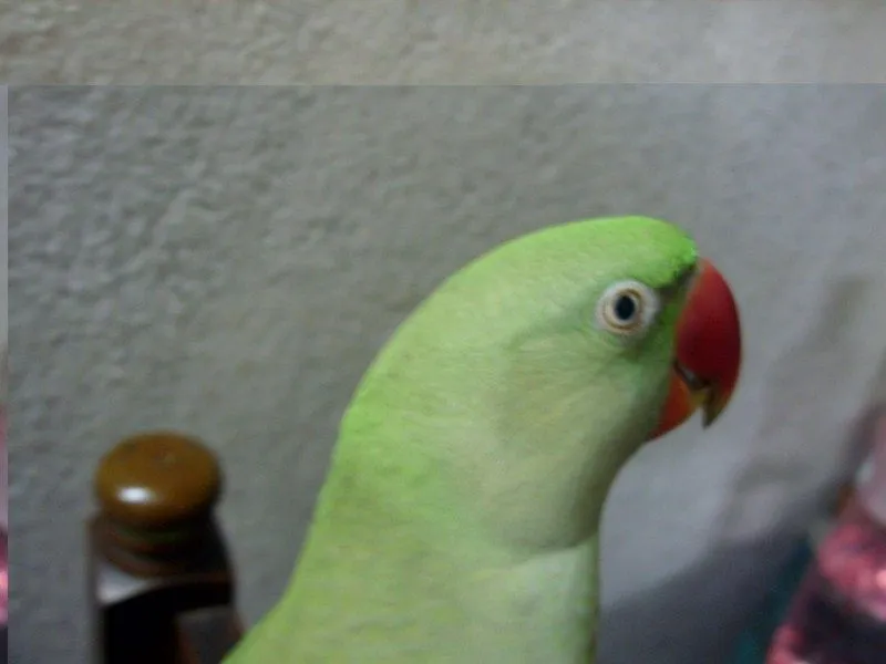 My Bird