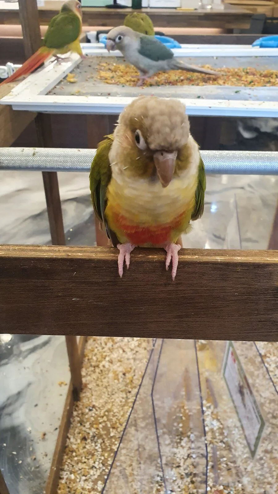 My bird