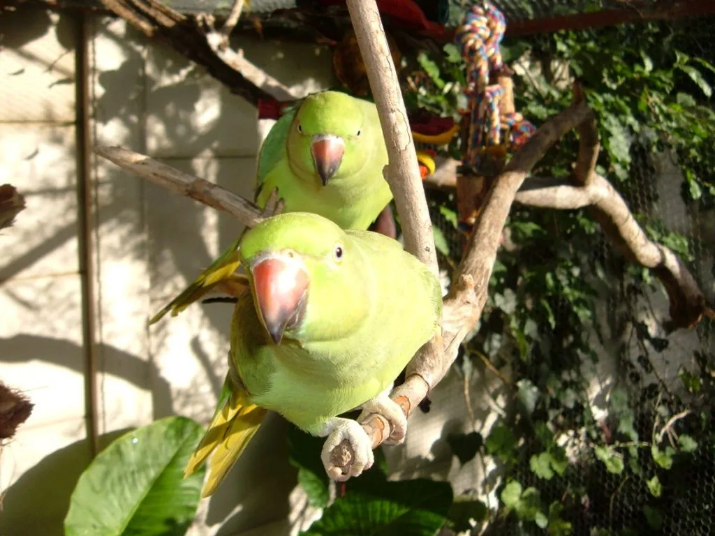 My Birdies :d
