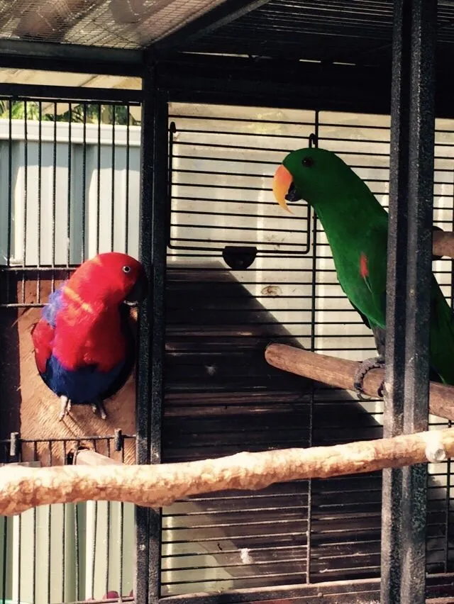 My Birds