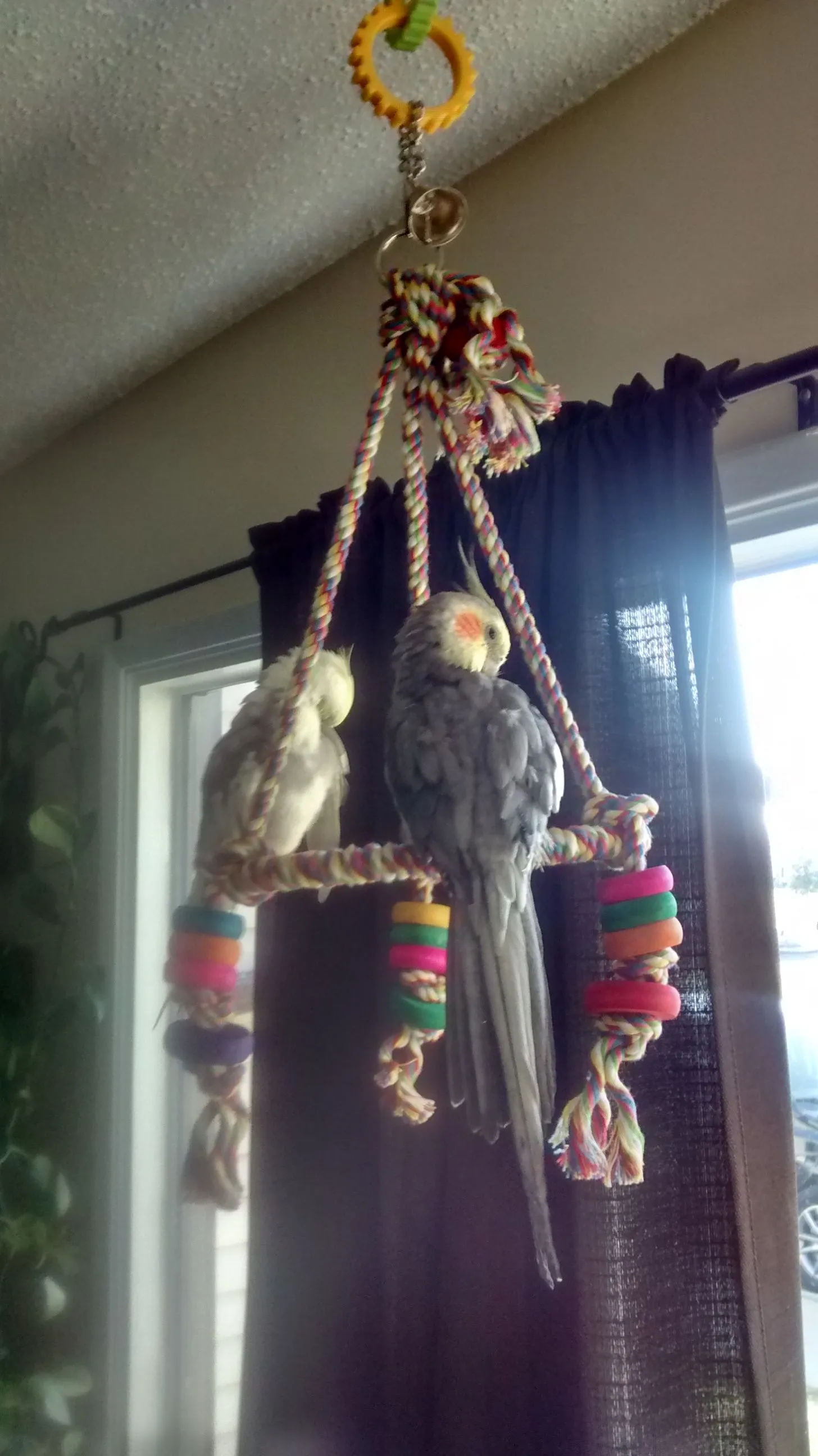 My  Bird's  :)