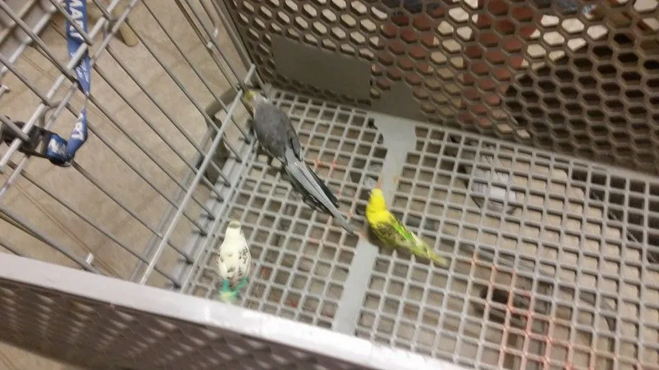 My Birds