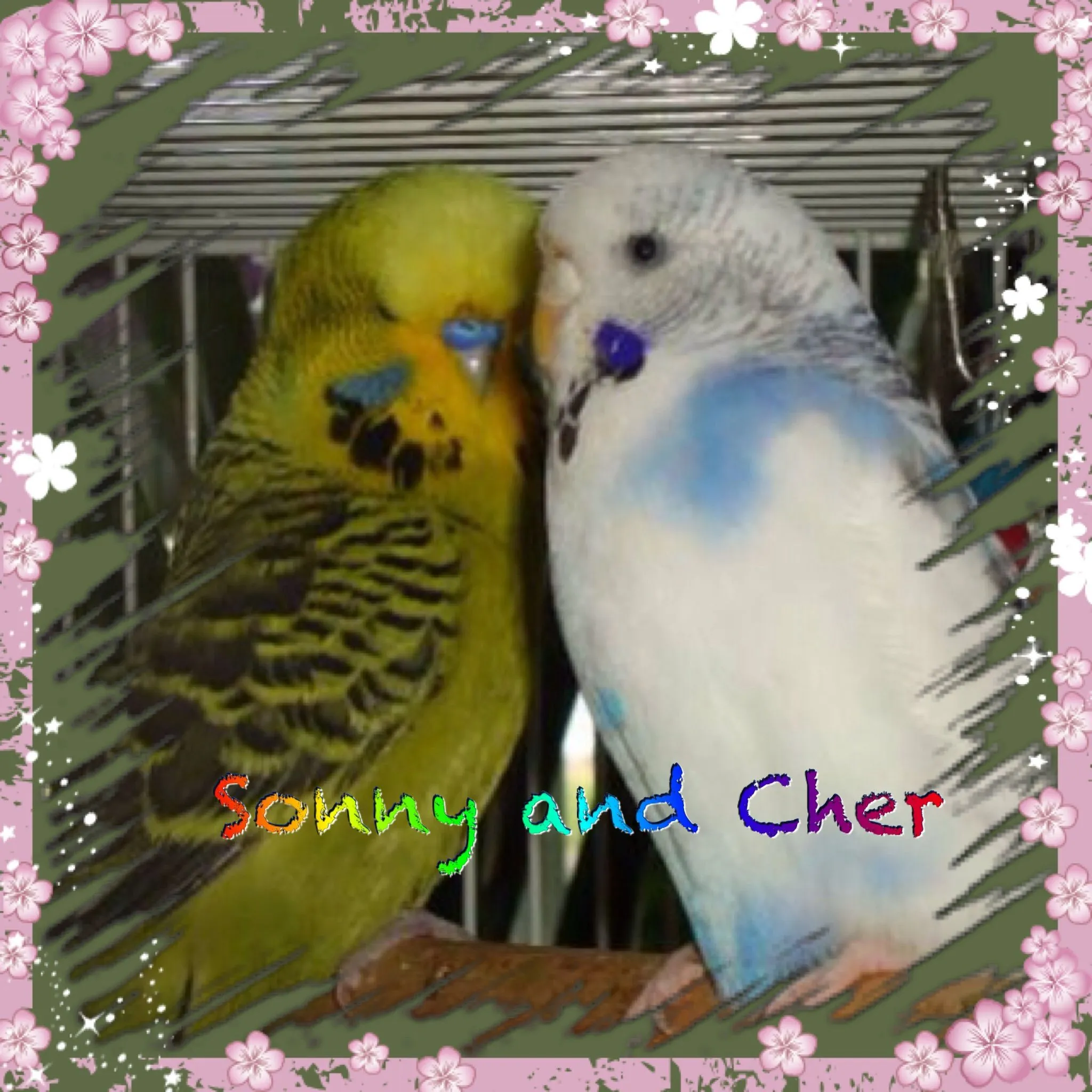 My Budgies