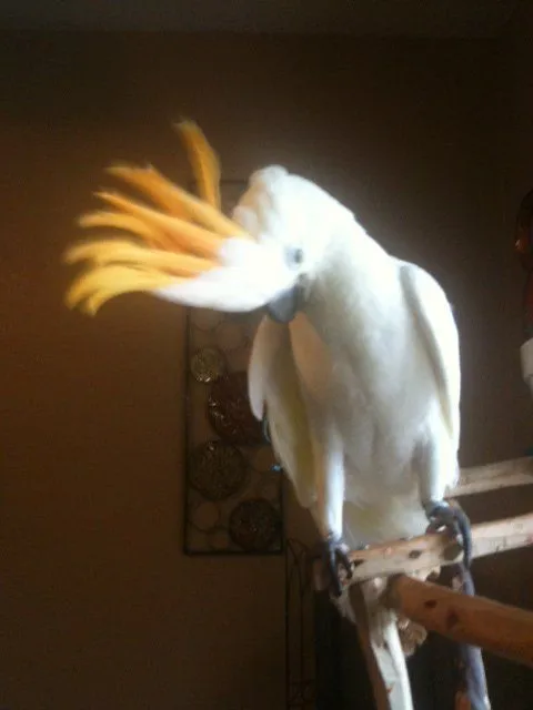 My Cockatoo Kitty