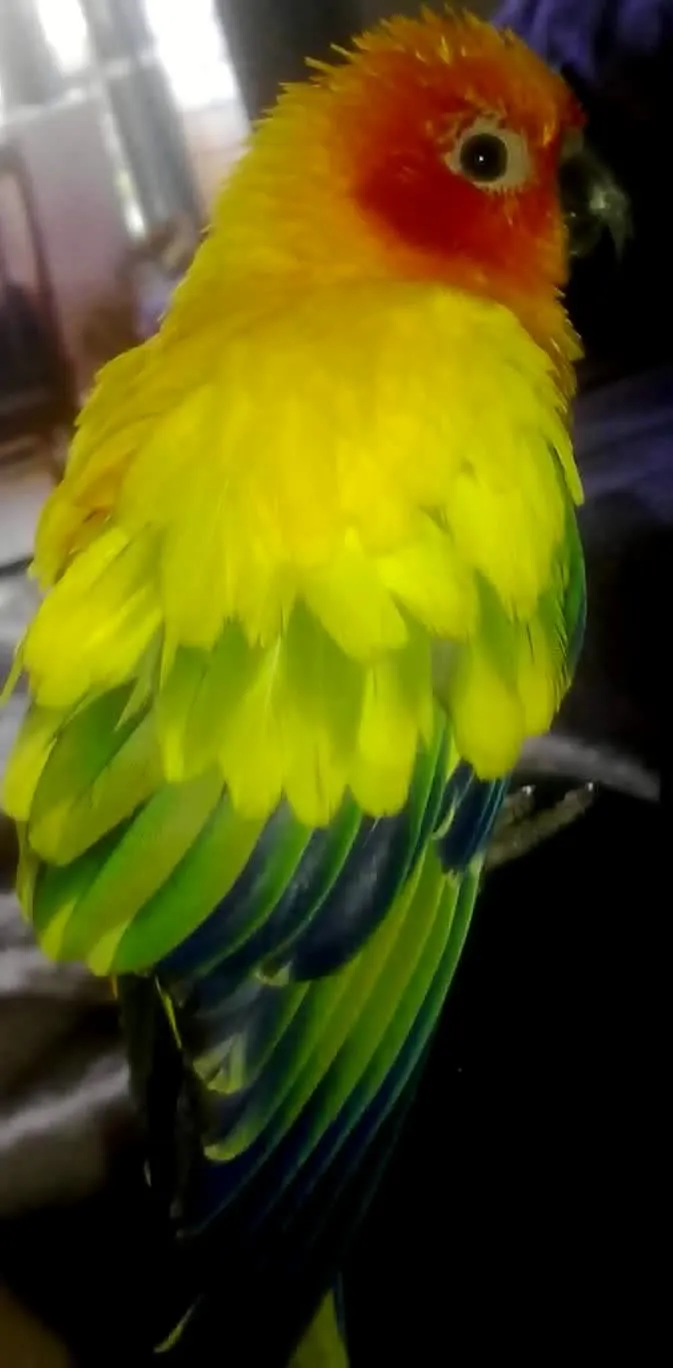 My Connie All Fluffed Up