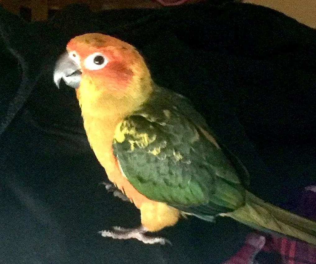 My Crazy Crazy Baby  Boy