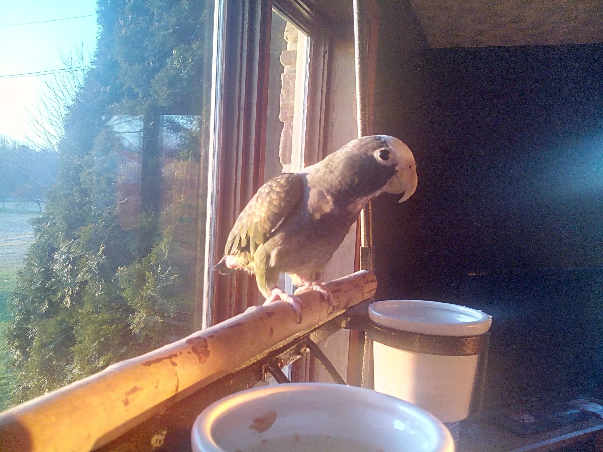 My Female White Capped Pionus Named Suki